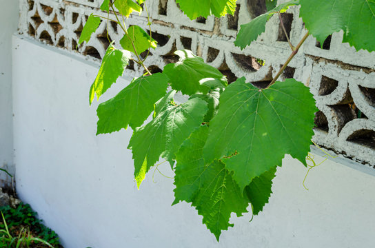 Grape Vine Hanging From Wall