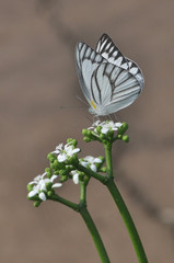 butterfly on flower