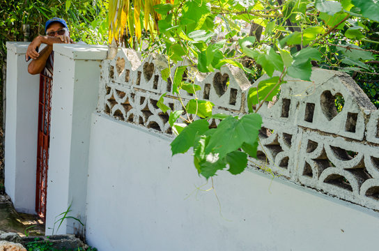 Grape Vine Hanging From Wall And Man Looking Out.