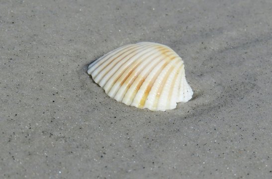 Beautiful light seashell on the beach in Atlantic coast of North Florida