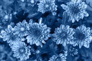 Beautiful bright chrysanthemum background picture. Chrysanthemum wallpaper. Color of the year 2020 Classic Blue