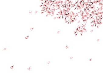 桜の花線画ピンク