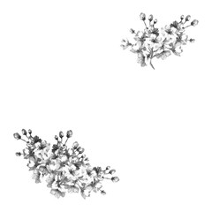 桜の花　モノクロ線画