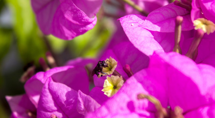 Fototapeta na wymiar bee or honey bee seeking for nectar in the beautiful pink bougainvillea flower in summer vibe