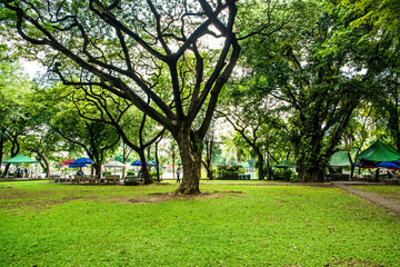 Fototapeta na wymiar A beautiful view of Lumphini Park in Bangkok, Thailand.