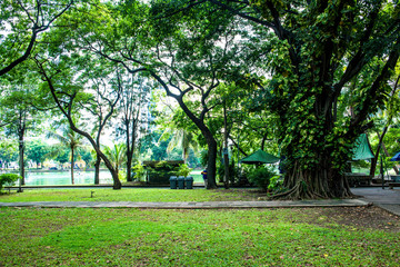 A beautiful view of Lumphini Park in Bangkok, Thailand.