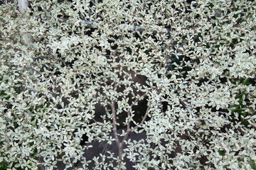 snowy green shrub (pittosporum tobira) leaves