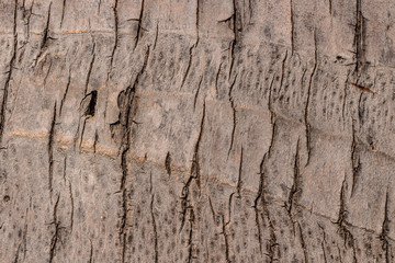 Beautiful brown texture of the trunk of the big Cocos nucifera palm