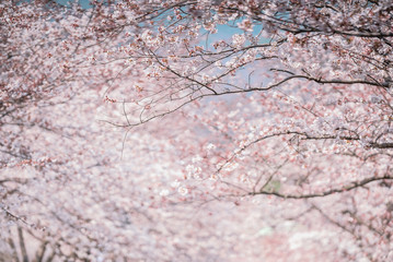 Beautiful natural background of Japanese spring and blooming sakura trees.