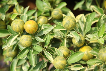 Fototapeta premium oranges on tree