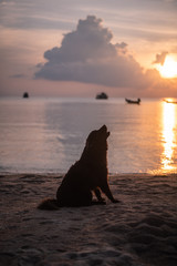Howling Dog while sunset in Thailand on the Beach
