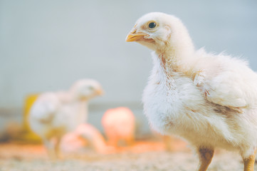 little small broiler poultry white chick bird