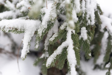 branches of pine tree or fir tree with snow in winter with copy space