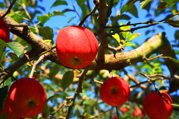 Apple orchard