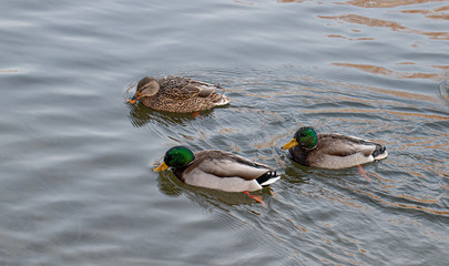 Ducks swimming in cold water