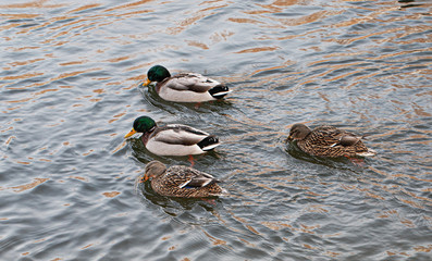 Ducks swimming in cold water
