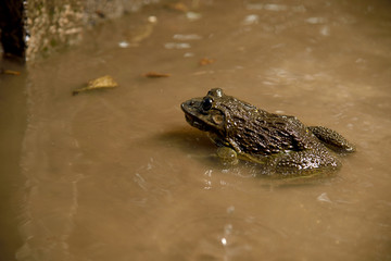 Frog in water or pond, close up