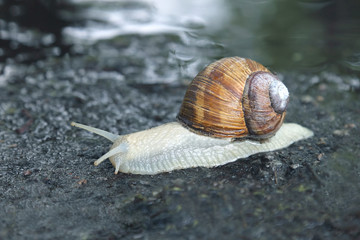 snail crawling on the wet road