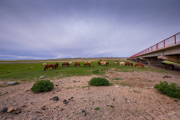 mongolie les animaux de la steppe