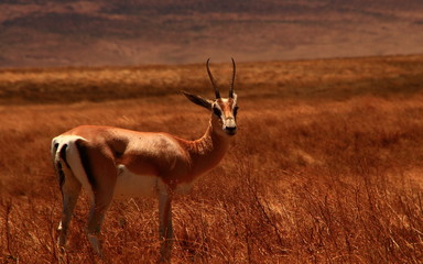 impala in serengeti national park tanzania africa