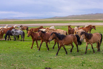mongolie les animaux de la steppe
