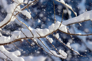 snow-covered tree branches in winter.