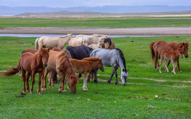 Fototapeta na wymiar mongolie les animaux de la steppe