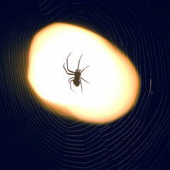 spider sitting on a web at night under the light of a lantern