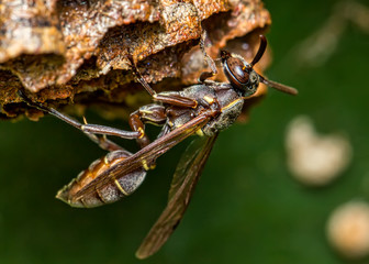 Wasp black building nest on a leaf, macro photography of nature