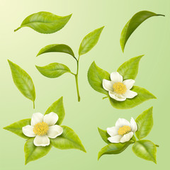Green tea leaves and blossoms