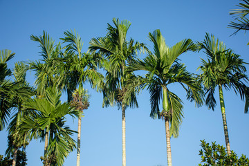 betel palm with blue background.