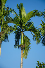 betel palm with blue background.