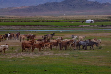 mongolie les animaux de la steppe