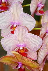 Branch with several purple streaked orchids flower 