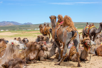 mongolie les animaux de la steppe