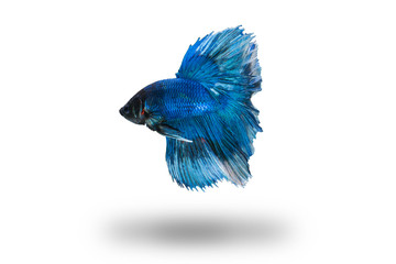 blue bettafish isolated on white background