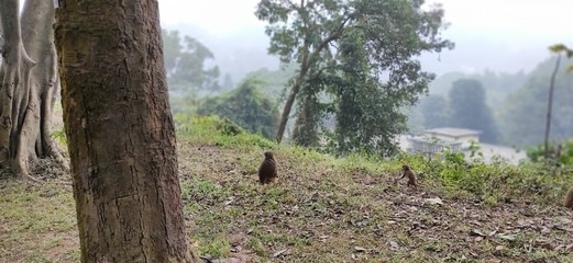 Monkey family playing in the eastern Himalayas  in ASSAM