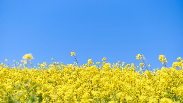 菜の花畑 の画像 87 594 件の Stock 写真 ベクターおよびビデオ Adobe Stock