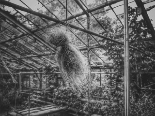 Fototapeta premium occult and magical objects - a bundle of hair and a cross from.branches.