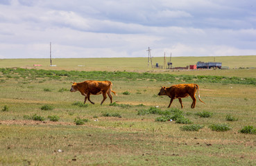 mongolie les animaux de la steppe