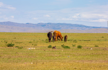Fototapeta na wymiar mongolie les animaux de la steppe