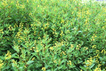 Galphimia glauca background