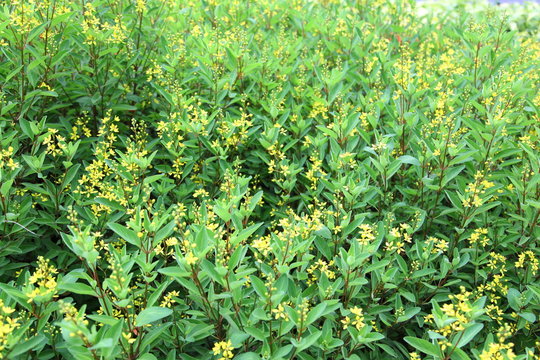 Galphimia glauca background