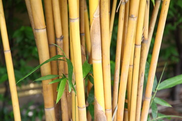 Yellow bamboo forest background