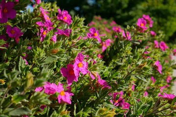 Grey-leaved Cistus or Rock Rose blossom in spring season, Paso Robles, California, USA