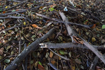 wood sticks that have started to rot