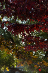 Fall color red leaves on green trees in the autumn