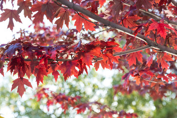 Fall color red leaves on green trees in the autumn