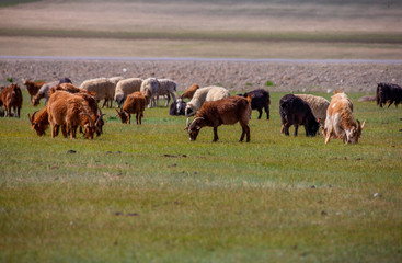 mongolie les animaux de la steppe