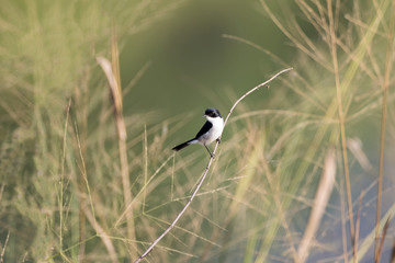 Adult Jerdon's bush chat, angle view, front shot, in the morning under the beautiful light perching on top of the tgrass near the dam area in montane forest, northern Thailand.